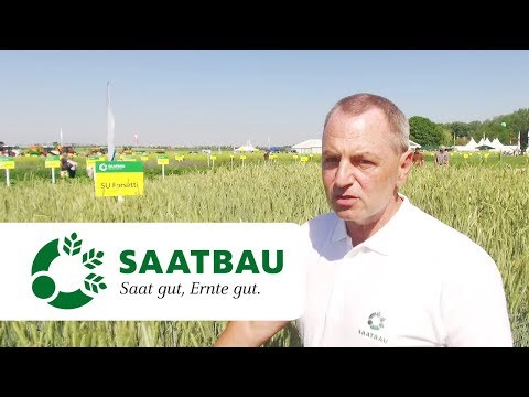 Hybridroggen SU FORSETTI