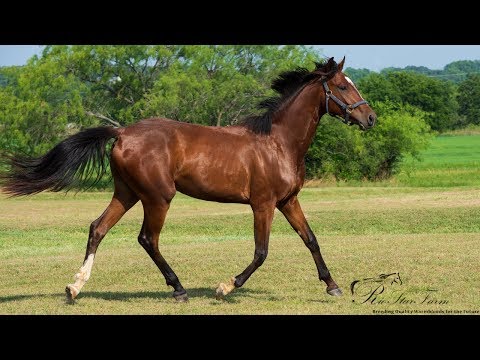 Eleanor RSF - 2017 GOV Filly - For Sale