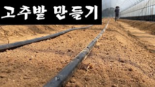 고추밭 만들기