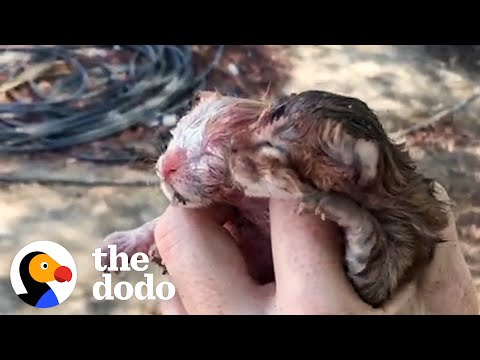 A Foster Mom Mimics Cat Mom To Help These Abandoned Kittens Survive | The Dodo Little But Fierce