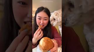 Panetone de cachorro #shorts