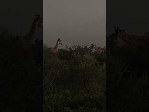 Giraffes eating acacia tree leaves #shorts #wildlife