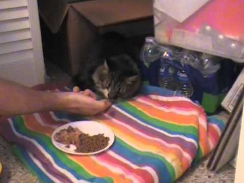How to Make a Cat eat and Drink when it is Sick