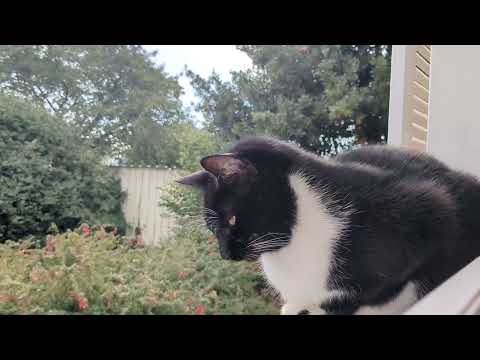 100 seconds of Dixit looking out the window 