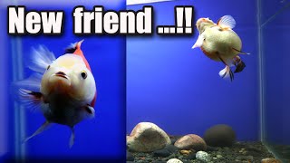 Ep. 3 My Goldfish  REACTION  When Meeting a New FRIEND