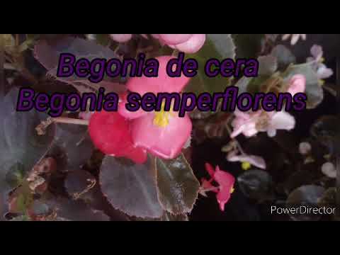 , title : 'Algunos cuidados de la Begonia de cera, para cultivo en casa !'