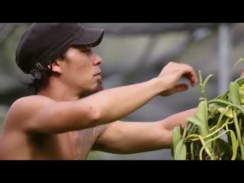 Nous, gens de la terre - La Polynésie / Extrait