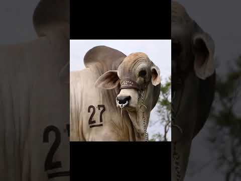 Boi soberano - Tião Carreiro e Pardinho.