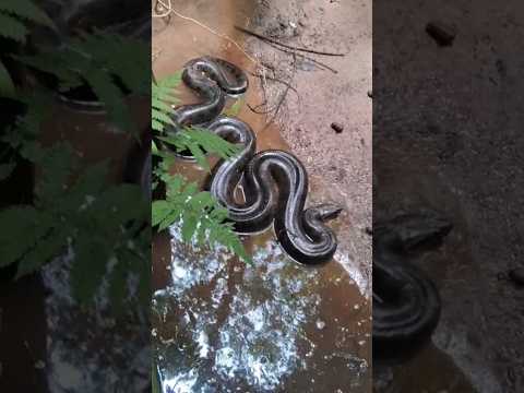 Sucuri encontrada em bairro rural da Adrianita em Garça-SP #cobra #sucuri #garça #serpentes #snake