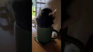 猫三匹の日常vlog 喉の渇きに逆らえない猫