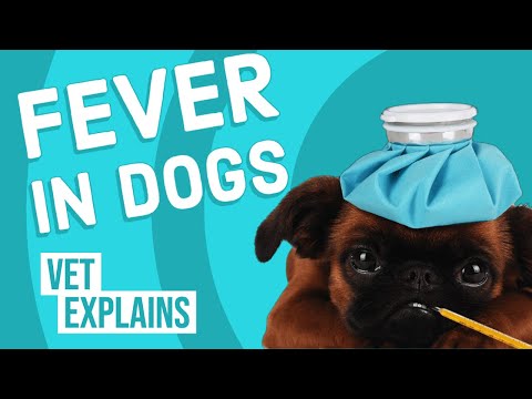 Fever in Dogs