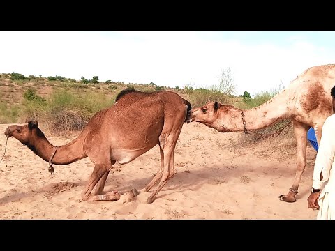 male camel female camel happy mode enjoy testing camel winter breeding camel || تربية الجمل الشتوية
