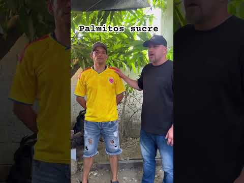 Palmitos sucre #gallinas ornamentales #brahma#colombia #viral