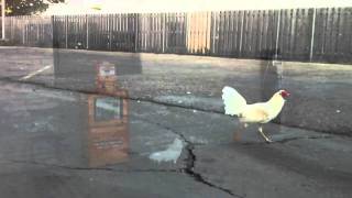 Downtown Chicken 2010