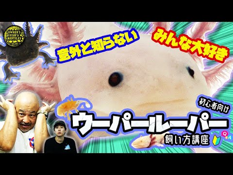 Leucistic Ambystoma mexicanum