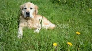 GOLDEN RETRIEVER DOG LYING ON THE GREEN GRASS UNDER SUMMER SUNLIGHT AND LOOKING AROUND SZ2PMFWZG