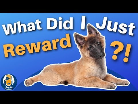 Average Or Better Dog Training Question: What Did You Just Reward? #141 #podcast