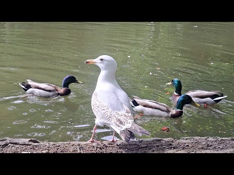 Entitled Seagull Youngster