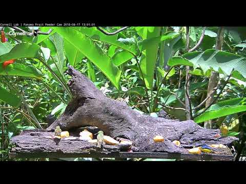 Red-legged Honeycreepers Stop By Panama Feeders – Aug. 17, 2018