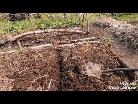 8 Мая! Опыты в огороде! Канал "Дашины сказки" спешит к нам на помощь!