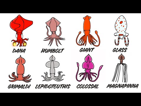 Every SQUID Explained - it Gets CREEPIER The Deeper You Go