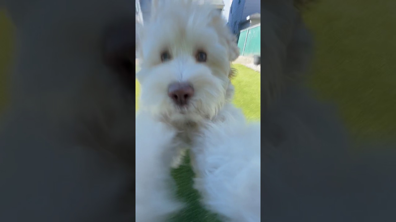 Artificial Turf Done Right — Pags The Turf Guy