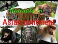Animals In Asian Continent