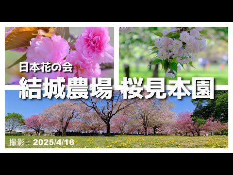 2025桜の名所づくり支援【日本花の会、結城農場・桜見本園】（茨城県結城市）[4K]