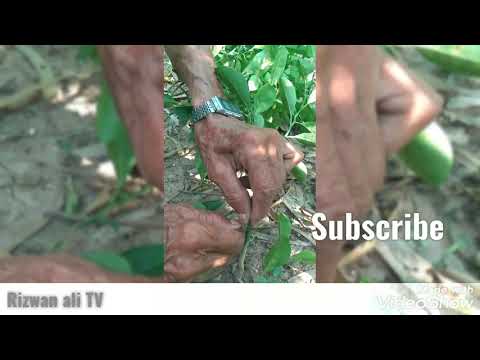 Pewand kari / Oring pewand kari/ kenow pewand kari/ Pewand kari in garden /