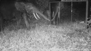 A giant mirror in the Gabonese jungle elicits very different reactions from wild animals