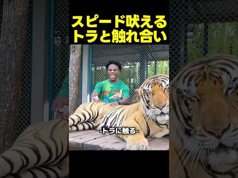 スピード、トラと触れ合い興奮して鳴き声バトルが勃発！？