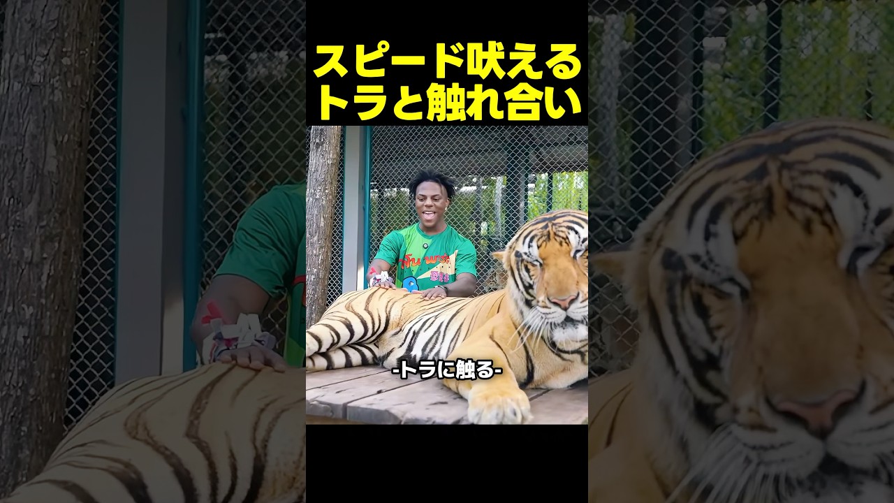 スピード、トラと触れ合い興奮して鳴き声バトルが勃発！？