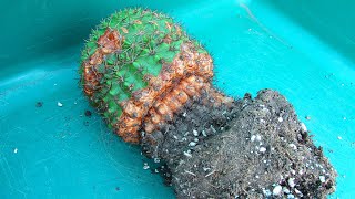 Cactus Plants Shrivelled / Wrinkled at the Base & what to do