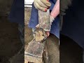 Hoof Trimming Thick Donkey Hooves Are Easily Cut Off Have You Seen About Donkey Care Shorts