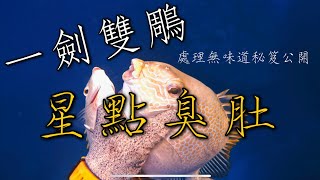 【海野人 Spearfishing 】爆擊 一箭雙鵰 星點臭肚 無味處理秘笈公開 #小琉球漁獵 #自由潛水 #漁獵 #打魚 #小琉球 #星點臭肚 #娘惹仔