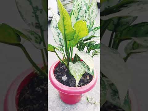 some memories of winter flower