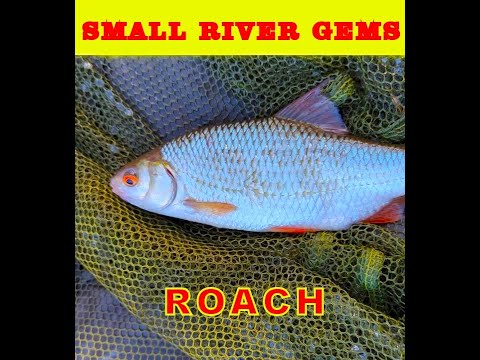 Coarse fishing UK Small river Roach hunt