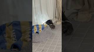 うちのフレブル。覚悟決めたみたいです。
