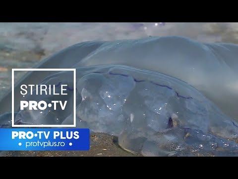 download lagu mp3 mp4 Meduze Albastre Marea Egee, download lagu Meduze Albastre Marea Egee gratis, unduh video klip Meduze Albastre Marea Egee