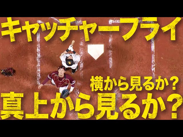 【神様アングル】真上から見下ろすキャッチャーフライ