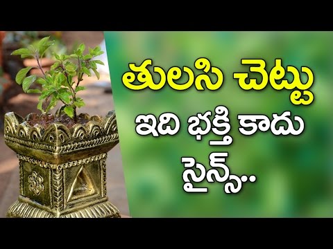 Tulsi Plant is a Science? | Amazing Benefits Of Tulsi/Holy Basil | TeluguISM