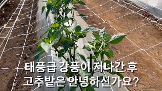 태풍급 강풍이 지나간 후 고추밭은 안녕하신가요?