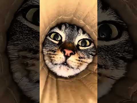 لما القطط تكتشف الأنبوب الكرتوني 😂🐱
