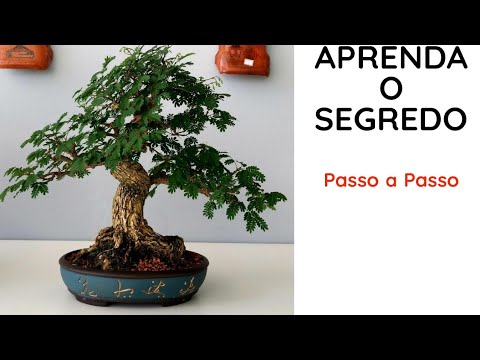 "How to Give Movement to the Trunk of a Bonsai Tree: Safe and Practical Techniques"