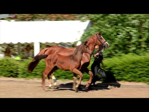 SF v. Feedback - Londonderry