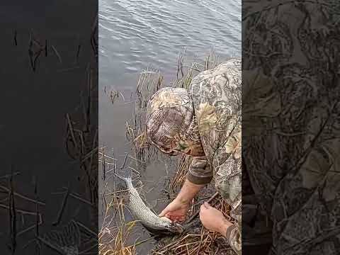 Check out the video.Last day fishing before freeze up
