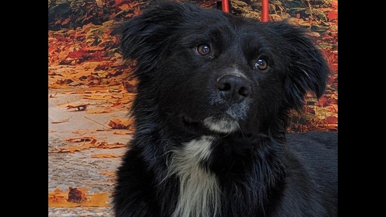 Enlarge Buddy, an adoptable mixed breed in Monroe, WA video 6/6