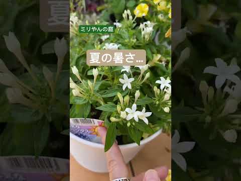 コールドフレームの作り方は？春に向けて準備万端！  庭園