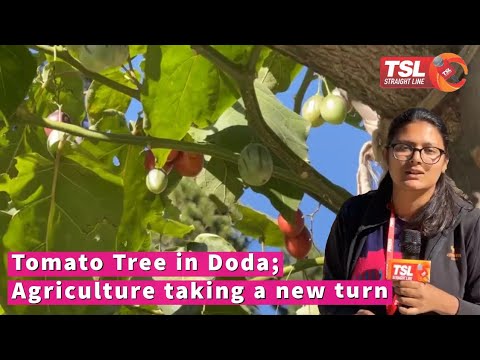 Tomato Tree in Doda; Agriculture taking a new turn | Pallavi Sareen reports