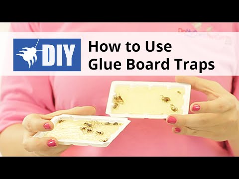  How To Use Glue Board Traps for Insect and Rodent Pests Video 